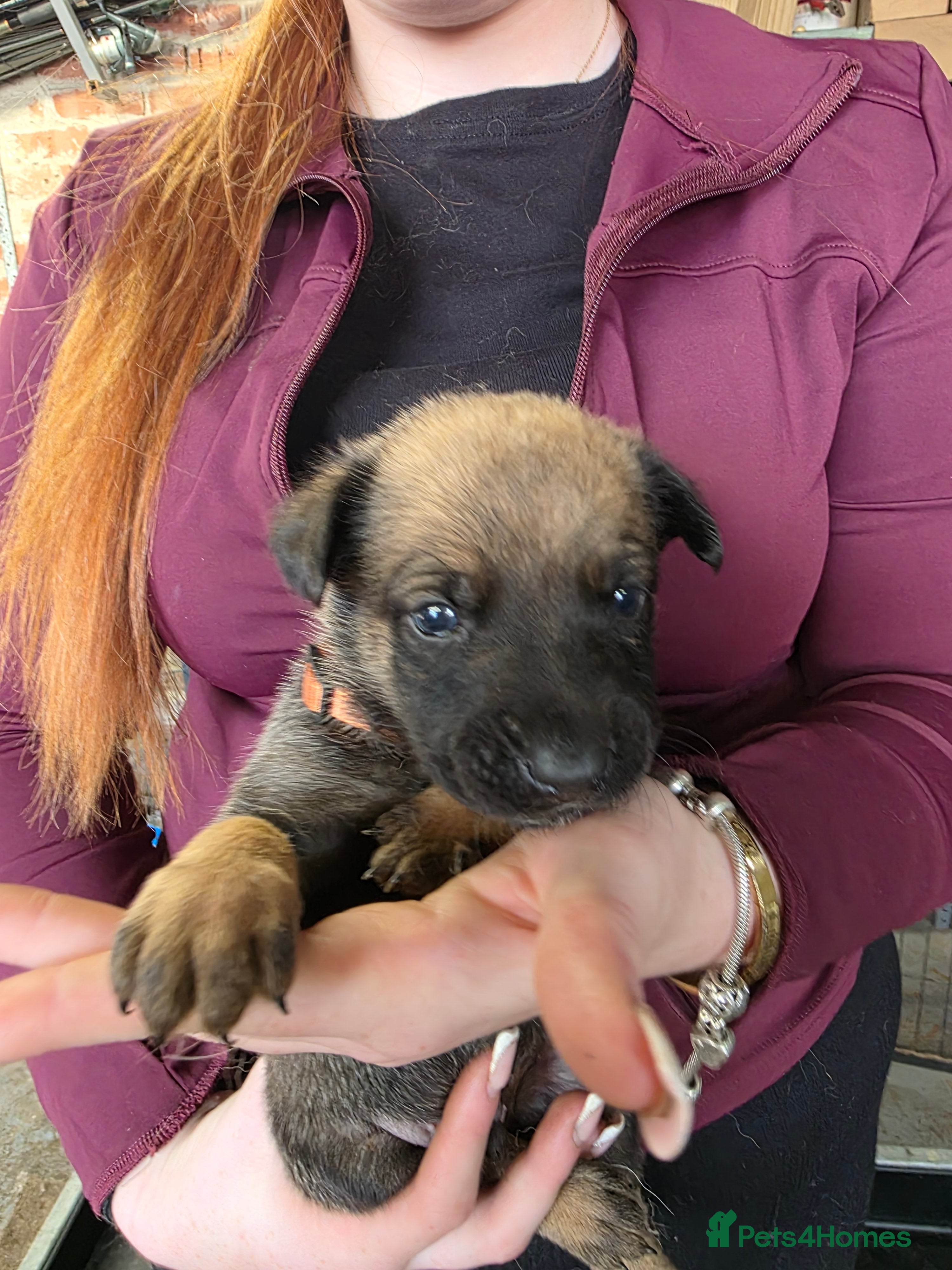 Belgian Shepherd Dog dogs 🔥🔥LAMPAK9 🇧🇪  Belgian Malinois 🔥🔥 - Advert 2