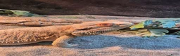 Bearded Dragon reptiles for sale: Male bearded dragon in Chinnor - Advert 5
