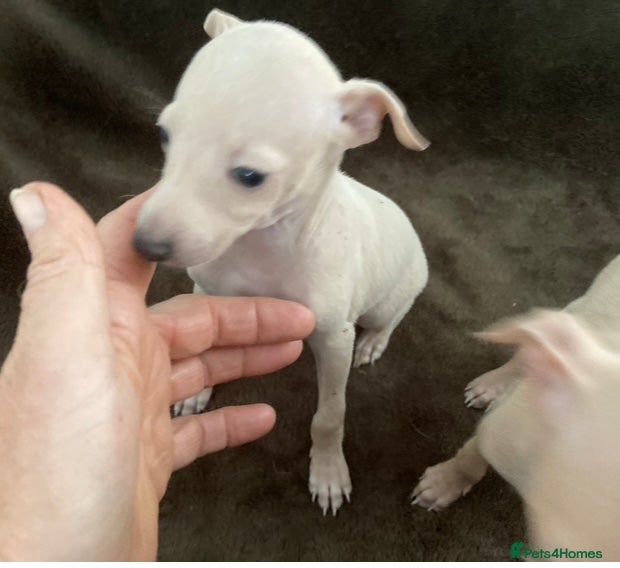 Italian Greyhound dogs ITALIAN GREYHOUND PUPPIES  - Advert 2