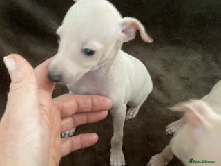 Italian Greyhound dogs ITALIAN GREYHOUND PUPPIES - Advert 1