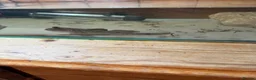 Other/Mixed Breed fish for sale: Male mudskipper  - Advert 1