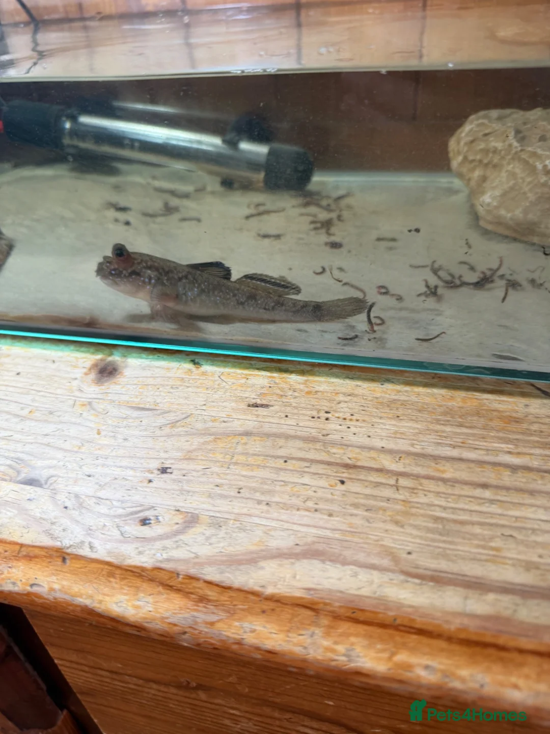 Other/Mixed Breed fish for sale: Male mudskipper  - Advert 1