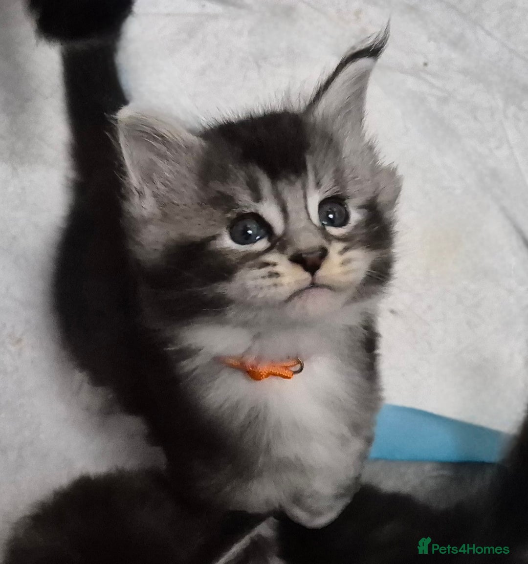 Maine Coon cats for sale: 🎀 Outstanding GCCF Pedigree Maine Coon Kittens 🎄 - Advert 15