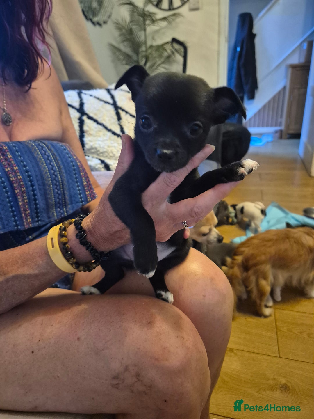 Chihuahua dogs for sale: Gorgeous chihuahua puppies in Oxted - Image 12