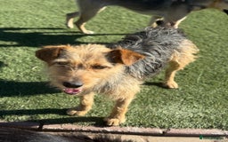 Mixed Breed dogs for adoption: Sweet Trixie Needs LOVE - Image 9