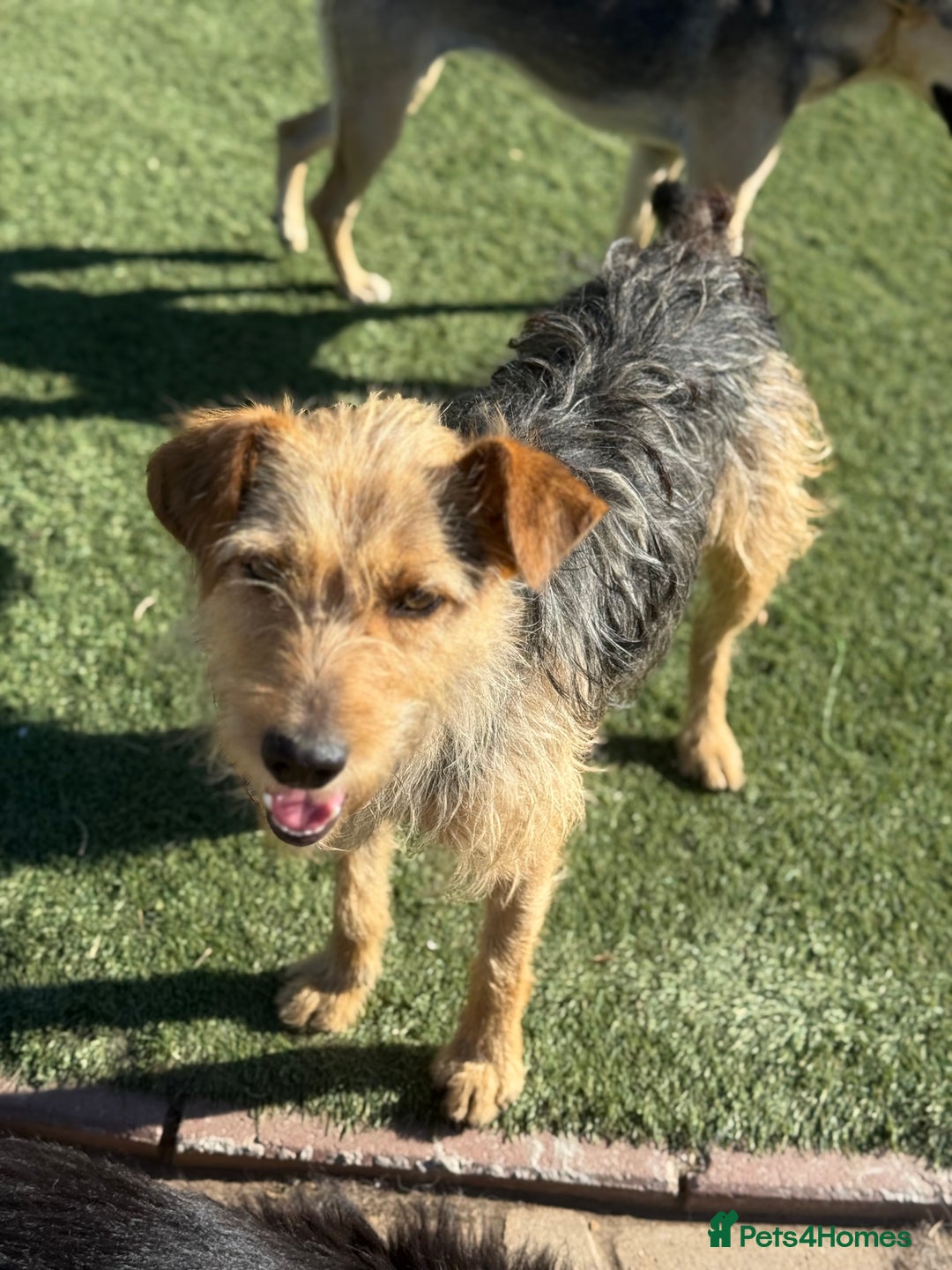 Mixed Breed dogs for adoption: Sweet Trixie Needs LOVE - Image 9