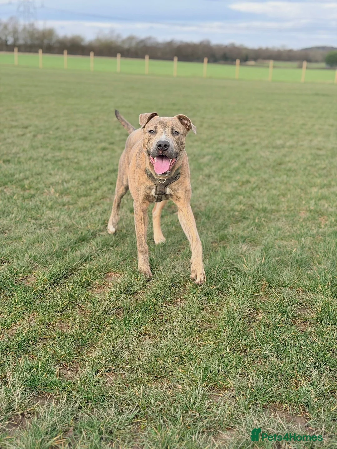 Mixed Breed dogs for sale: 11 month old staff cross for sale, can go ASAP - Advert 2