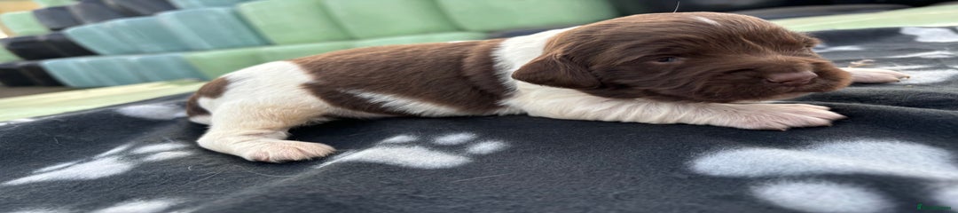 English Springer Spaniel Puppy 1 (white) 