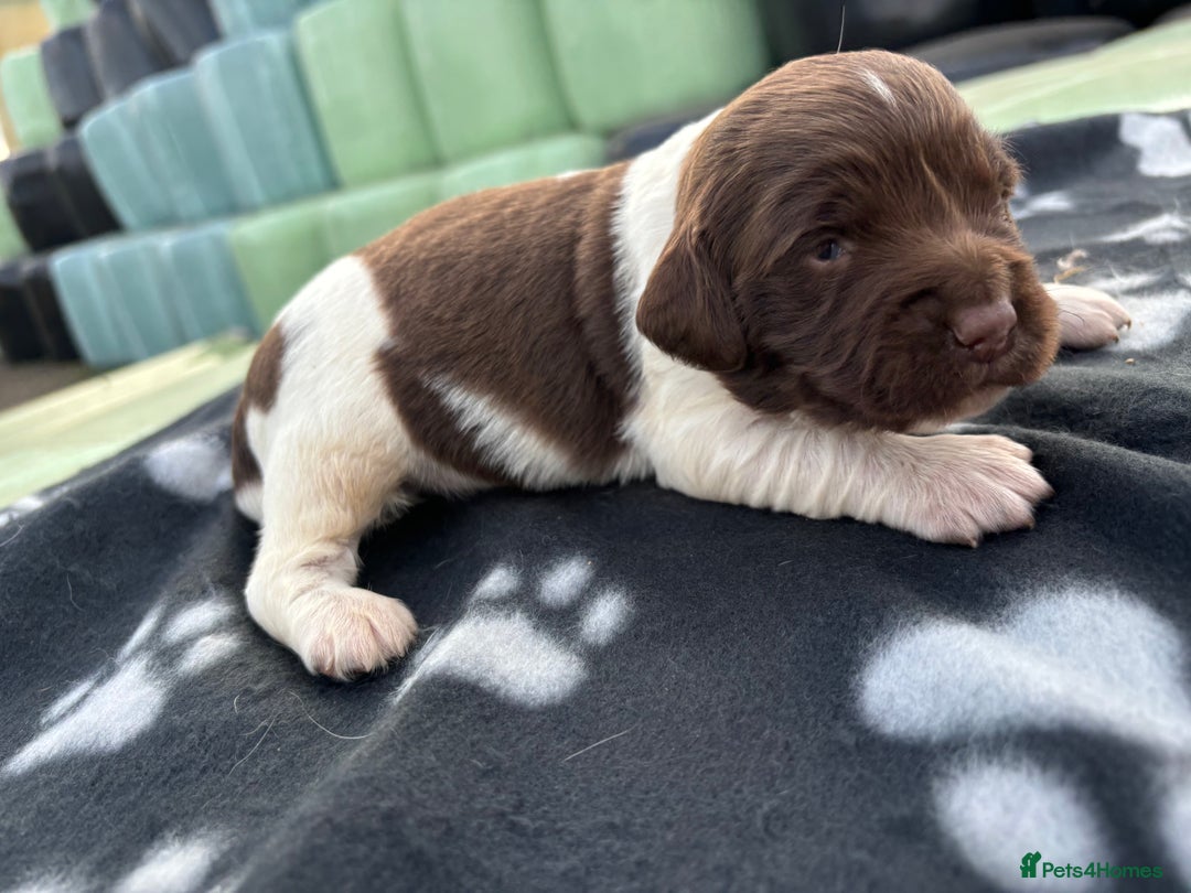 English Springer Spaniel dogs for sale: Gorgeous marked English Springer Spaniel pups  - Image 15