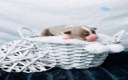 American Bully dogs for sale: Beautiful American Bully Pups  - Image 11