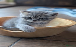 Scottish Fold cats for sale: TICA Reg. Pedigree Scottish Fold/Straight kittens  - Image 7