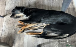 Mixed Breed dogs for adoption: Adorable Monika is ready for her forever home! - Image 8