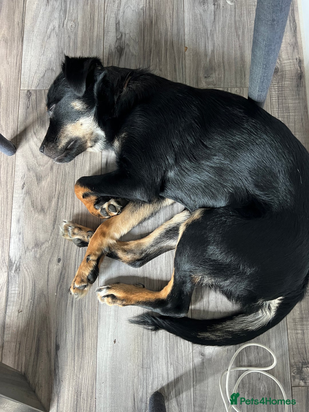 Mixed Breed dogs for adoption: Adorable Monika is ready for her forever home! - Image 8