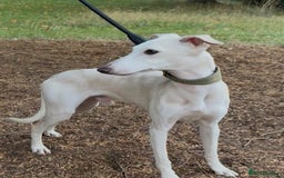 Italian Greyhound dogs for stud: MR RALPH AT STUD ( HEALTH TESTED ) - Image 6