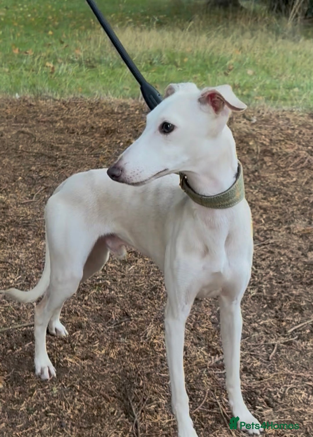 Italian Greyhound dogs for stud: MR RALPH AT STUD ( HEALTH TESTED ) - Image 6