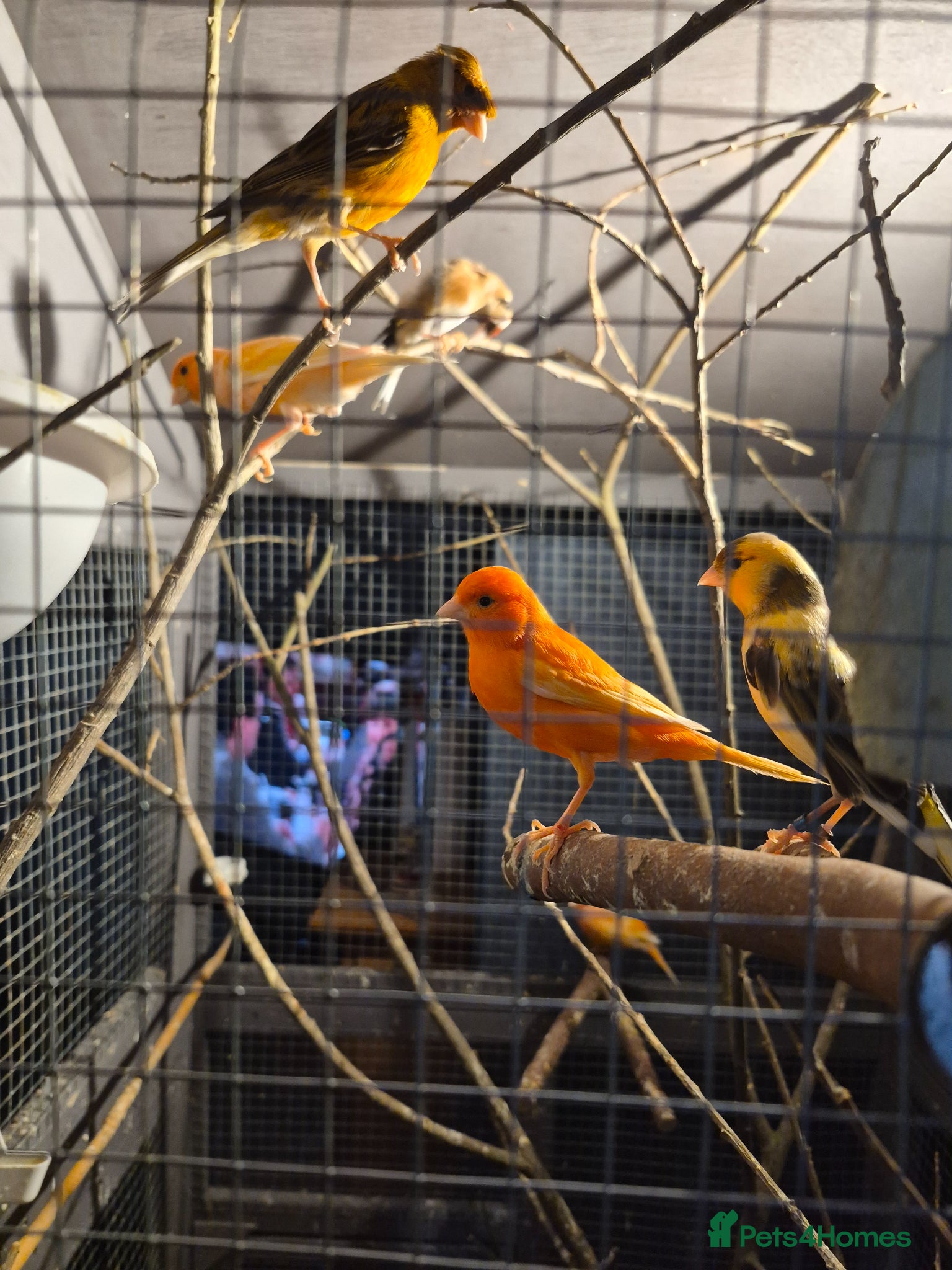 Canaries birds Canarys  - Advert 6