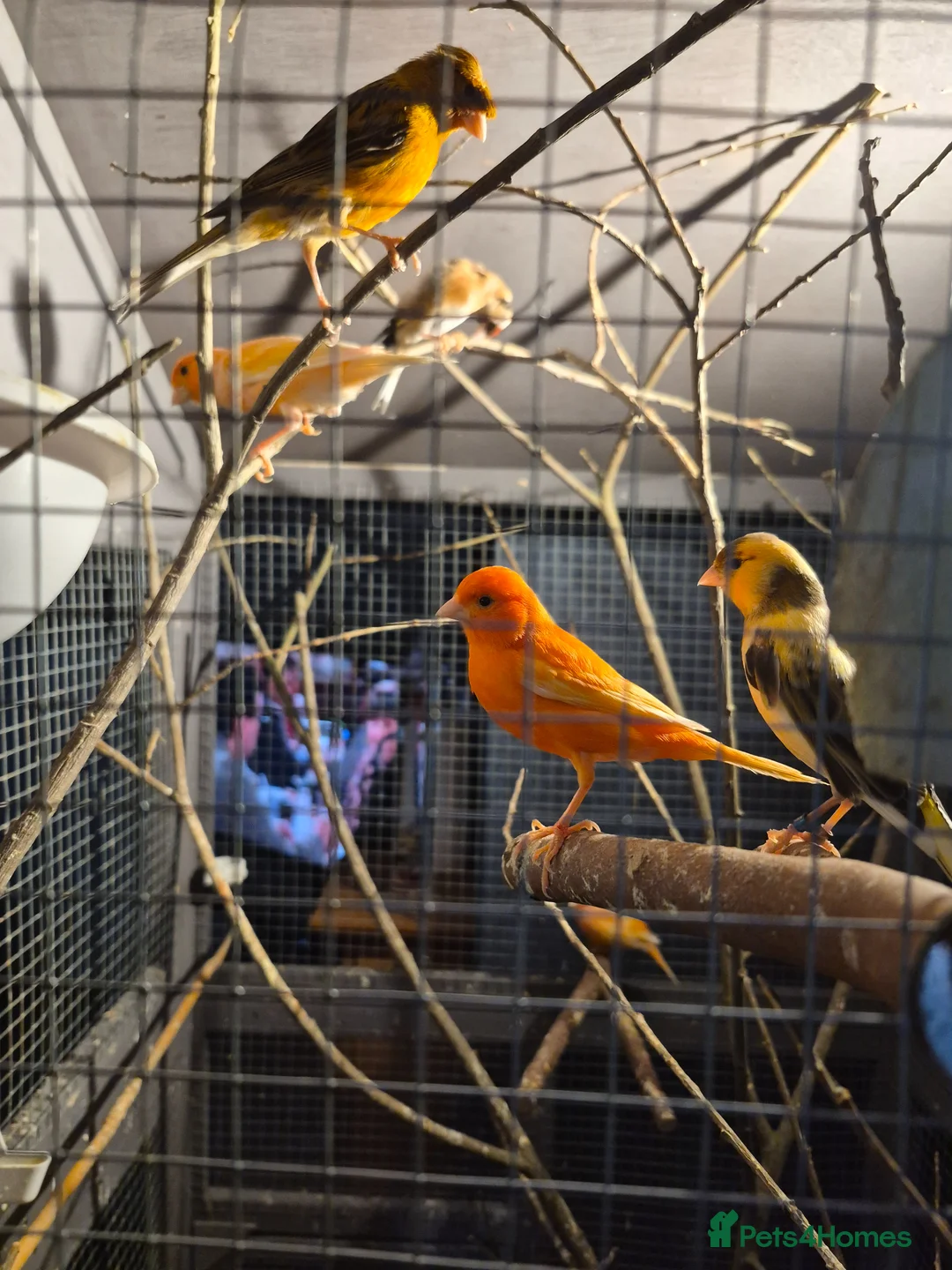 Canaries birds for sale: Canarys  - Advert 1