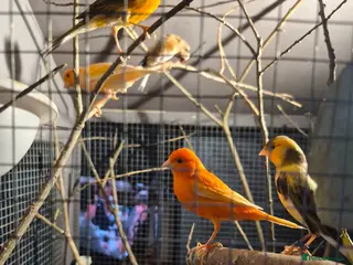 Canaries birds Canarys - Advert 6