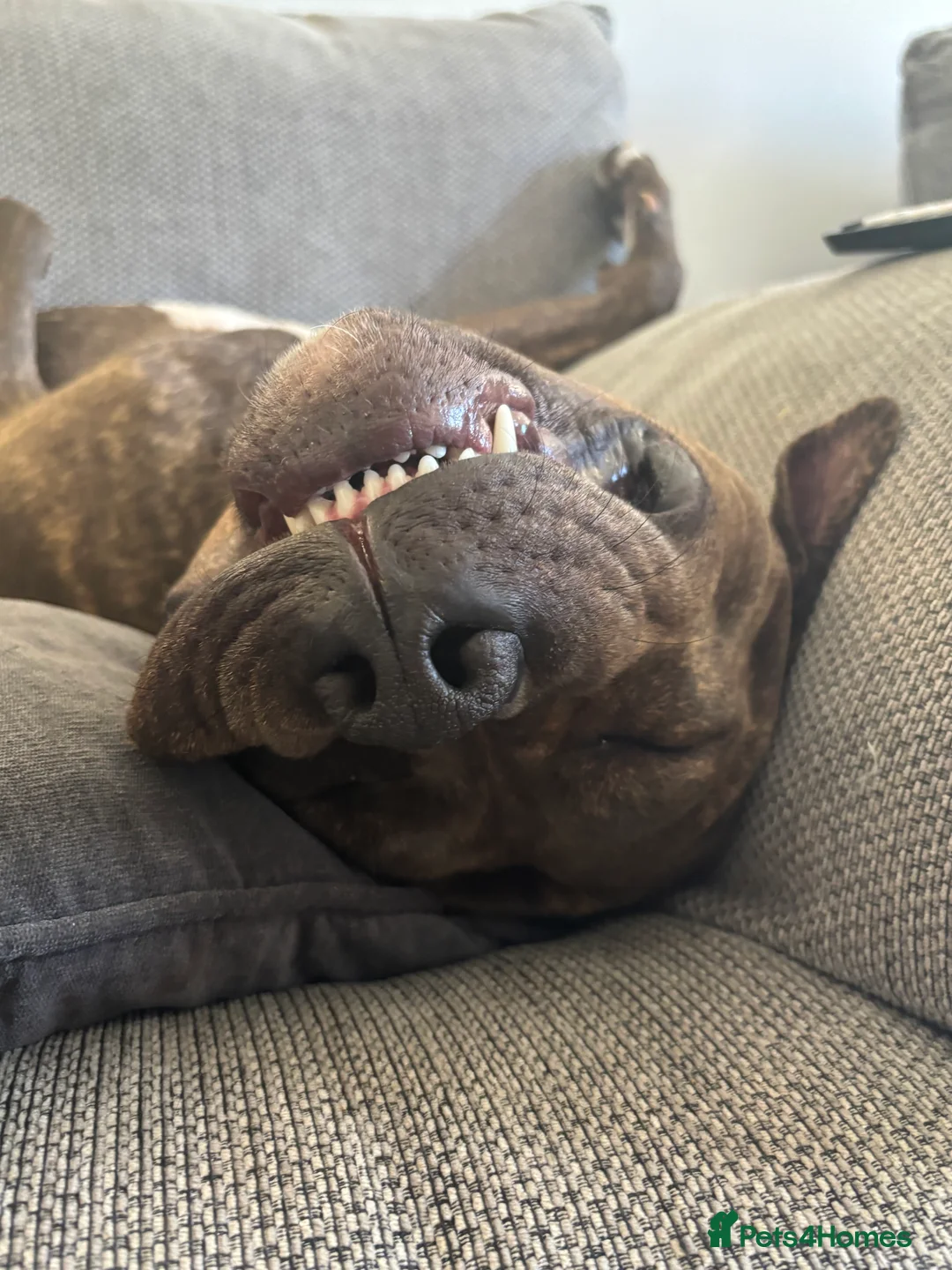 Cane Corso dogs for sale: BRINDLE CANE CORSO   - Advert 2