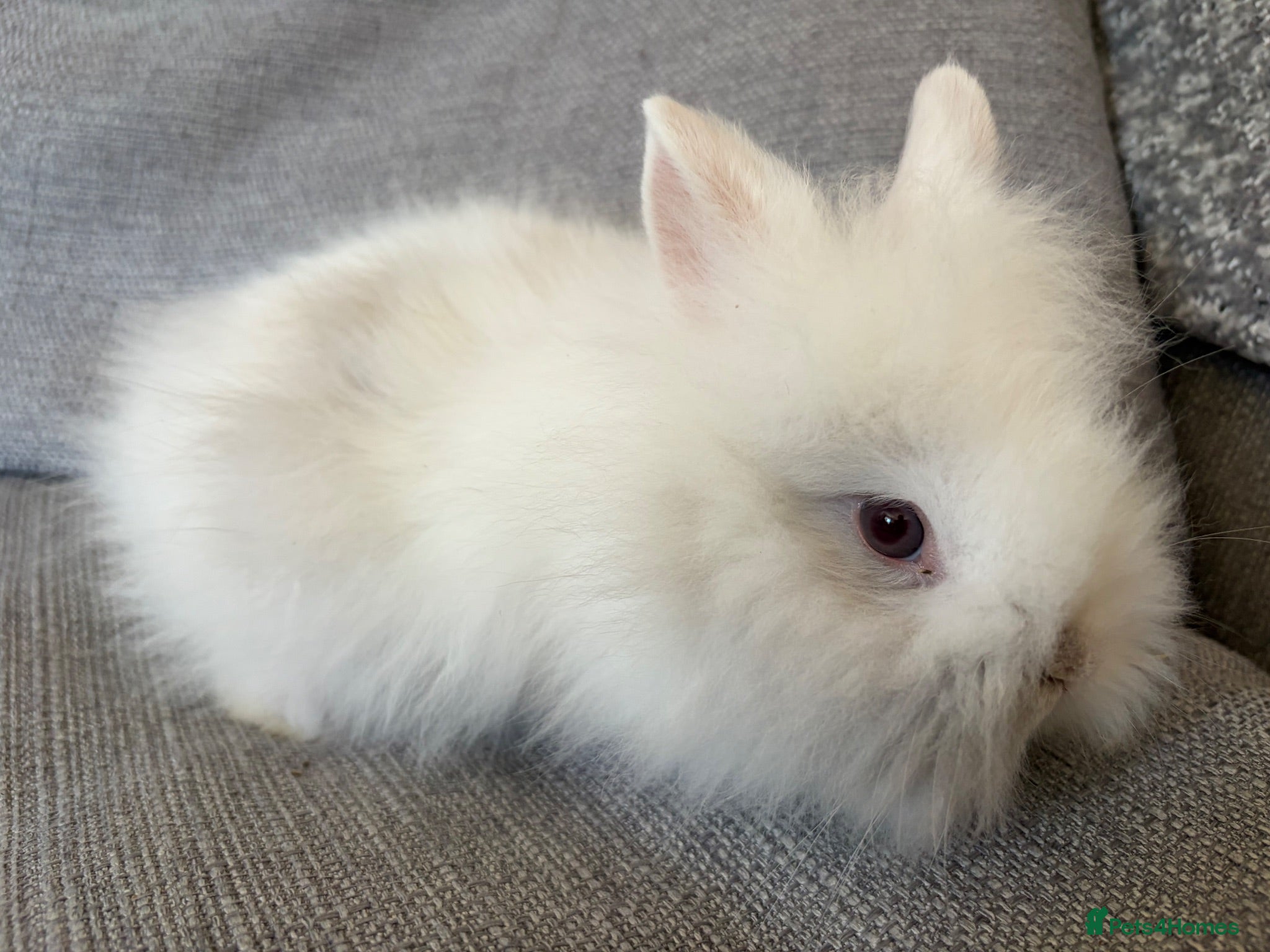 Lionhead rabbits Fluffy double mane lion head rabbits for sale  - Advert 14