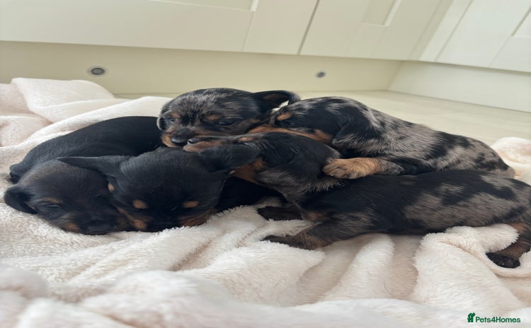 Mixed Breed dogs - Advert 1
