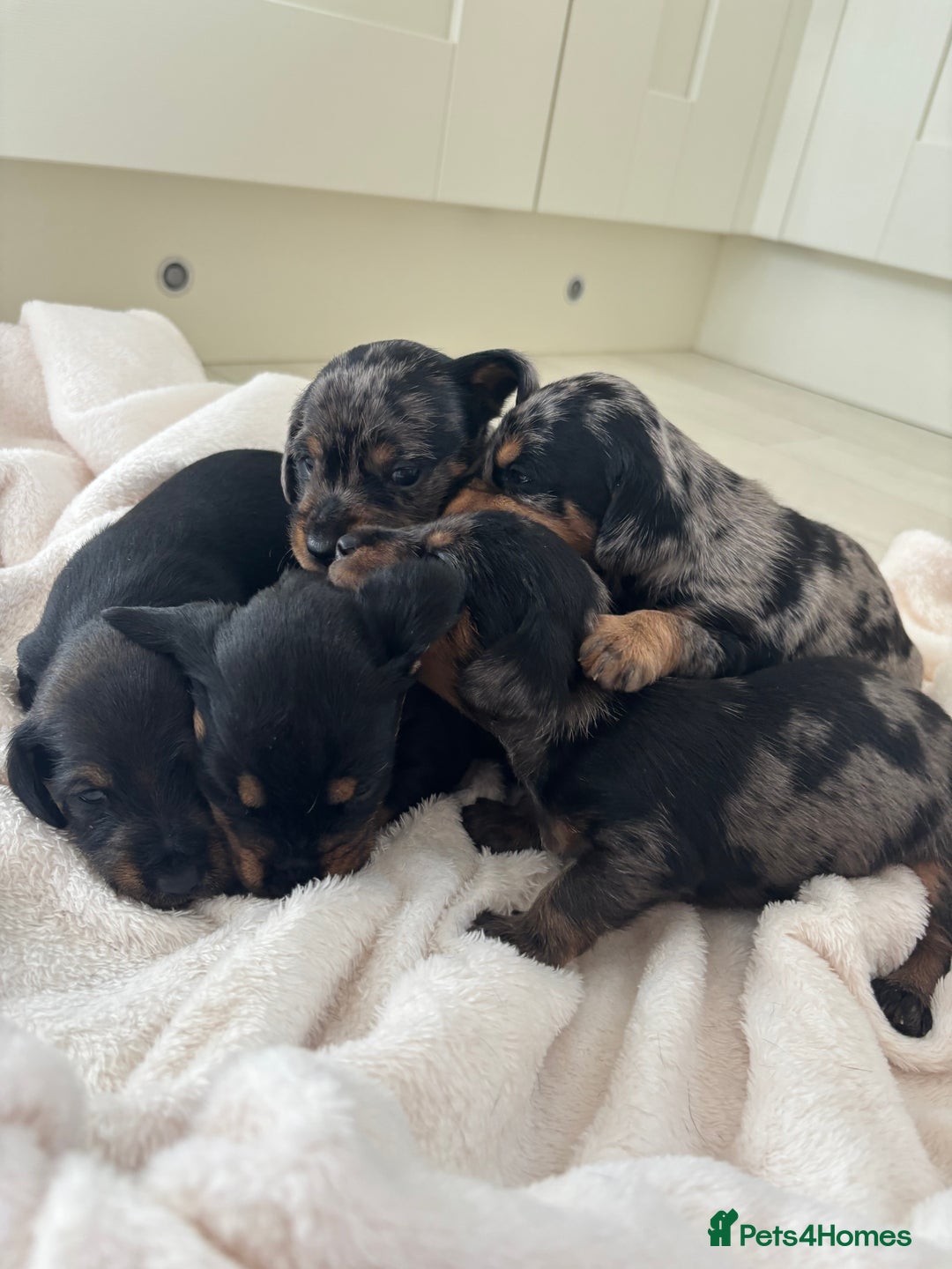 Mixed Breed dogs for sale: 5 Adorable miniature dapple schnoxie puppies - Image 1