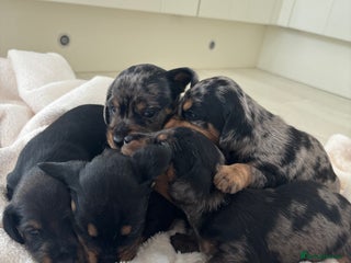 Mixed Breed dogs - Advert 4