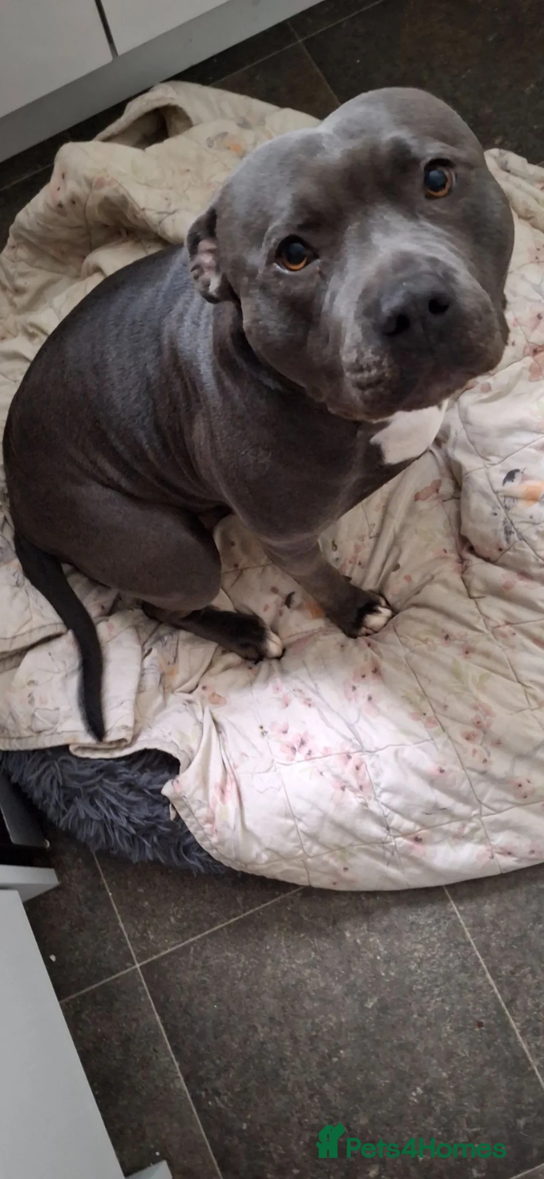 Staffordshire Bull Terrier dogs for stud: Wanted: Staffordshire bull terrier stud dog  in Bathgate - Advert 2