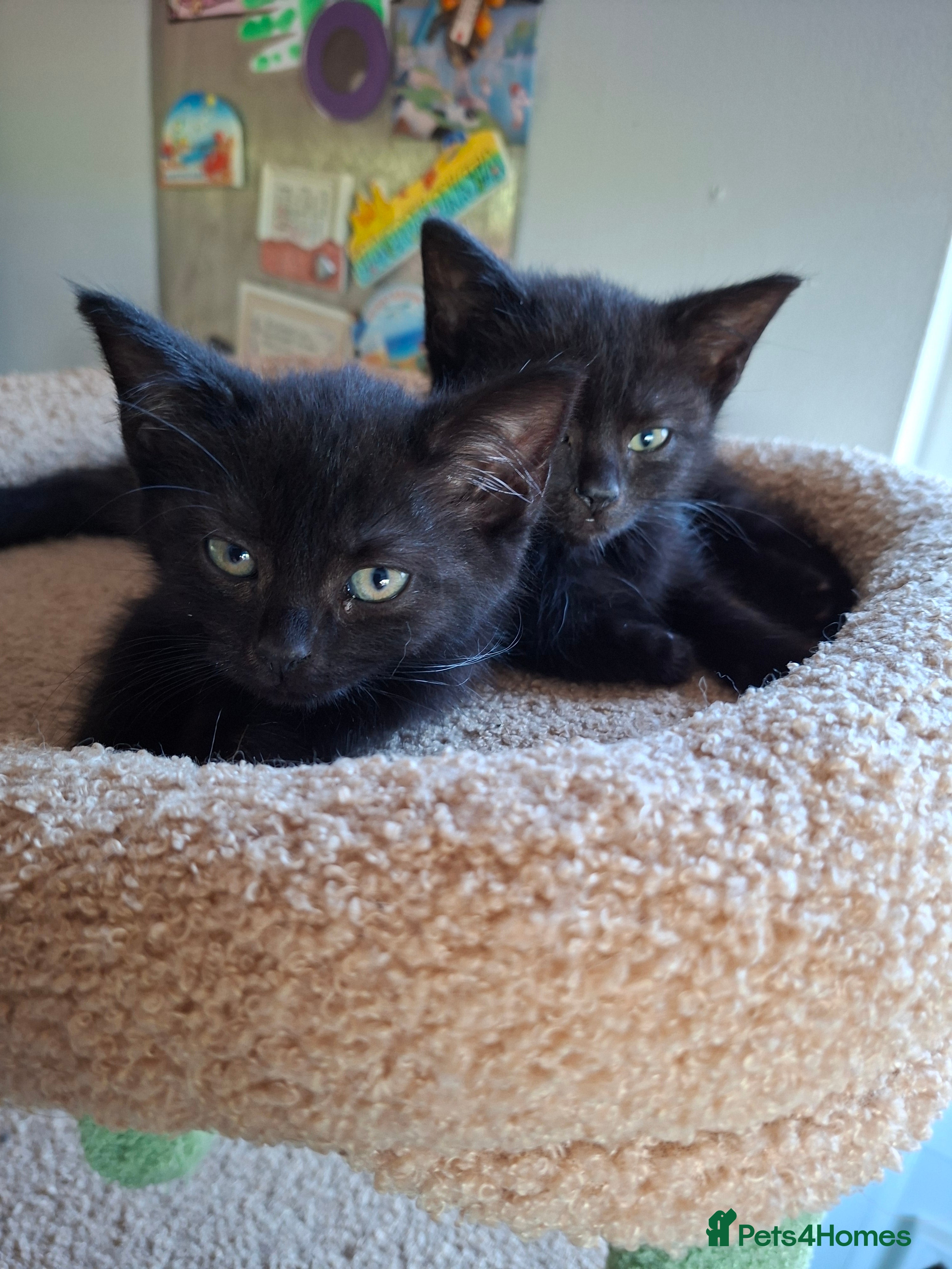 Mixed Breed cats for sale: 6 black kittens ready for their new home - Advert 2
