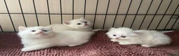 Munchkin cats for sale: Full Pedigree Munchkin Kittens( 7 weeks old)  - Advert 15
