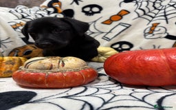 Labrador Retriever dogs for sale: Labrador pups - Image 10