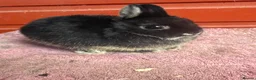 Netherland Dwarf rabbits for sale: Young Netherland Dwarfs - Advert 3