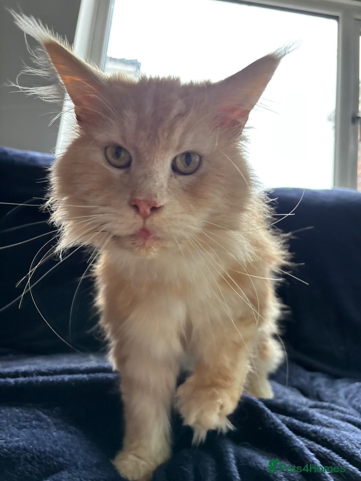 Maine Coon cats ACTIVE TICA ®️ MAINE COON BOY 💙 - Advert 1