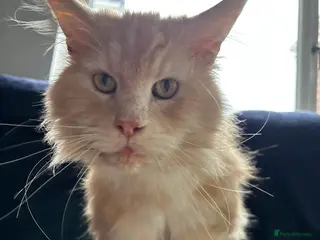 Maine Coon cats for sale: ACTIVE TICA ®️ MAINE COON BOY 💙 - Advert 1