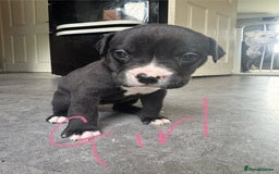Mixed Breed dogs for sale: Cane Corso x American Bulldog puppies  - Image 4