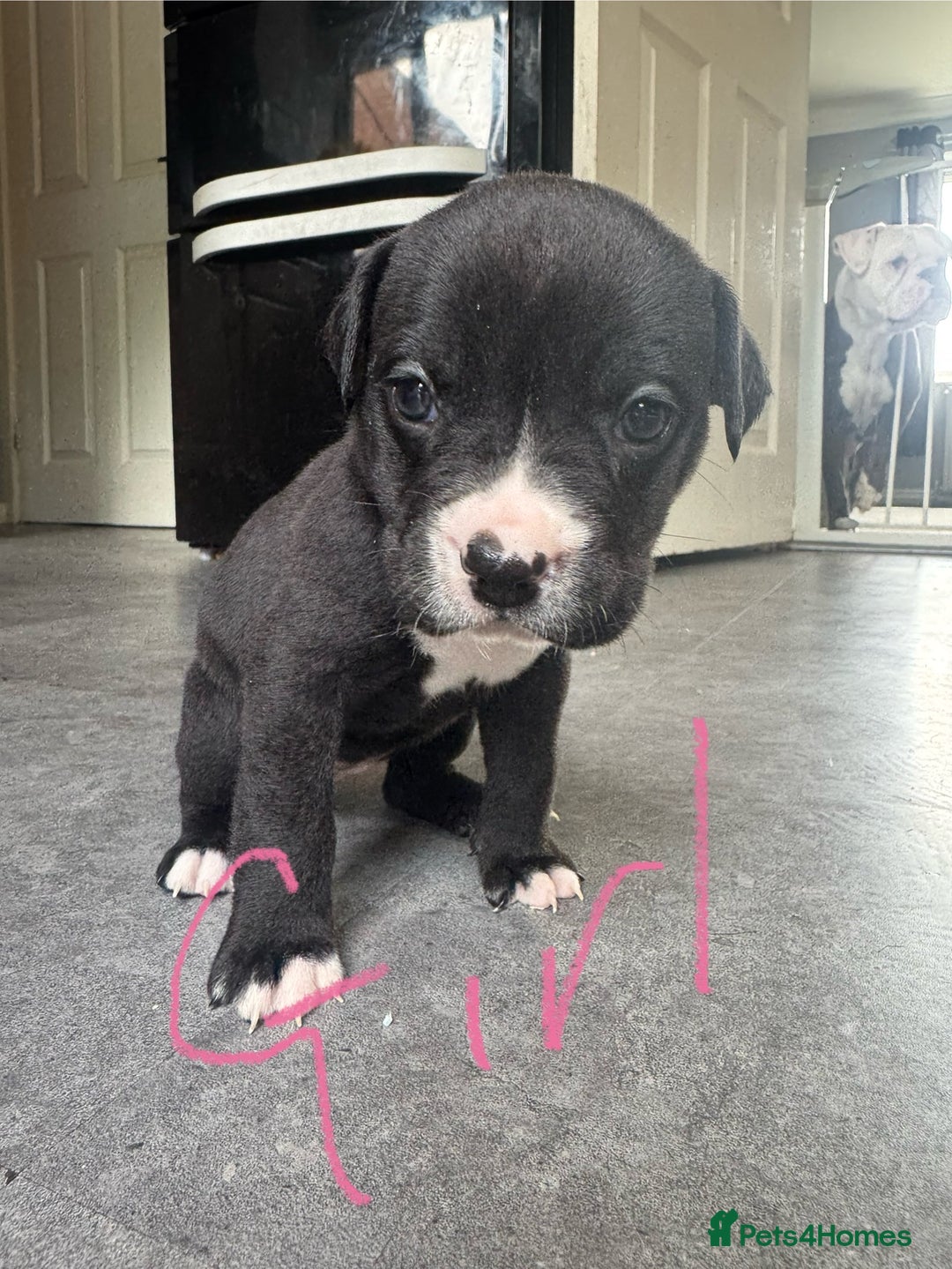 Mixed Breed dogs for sale: Cane Corso x American Bulldog puppies  - Image 4