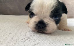 French Bulldog dogs for sale: French bulldogs puppy’s for sale - Advert 6