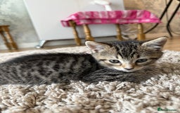 British Shorthair cats for sale: British short hair mix - Image 5