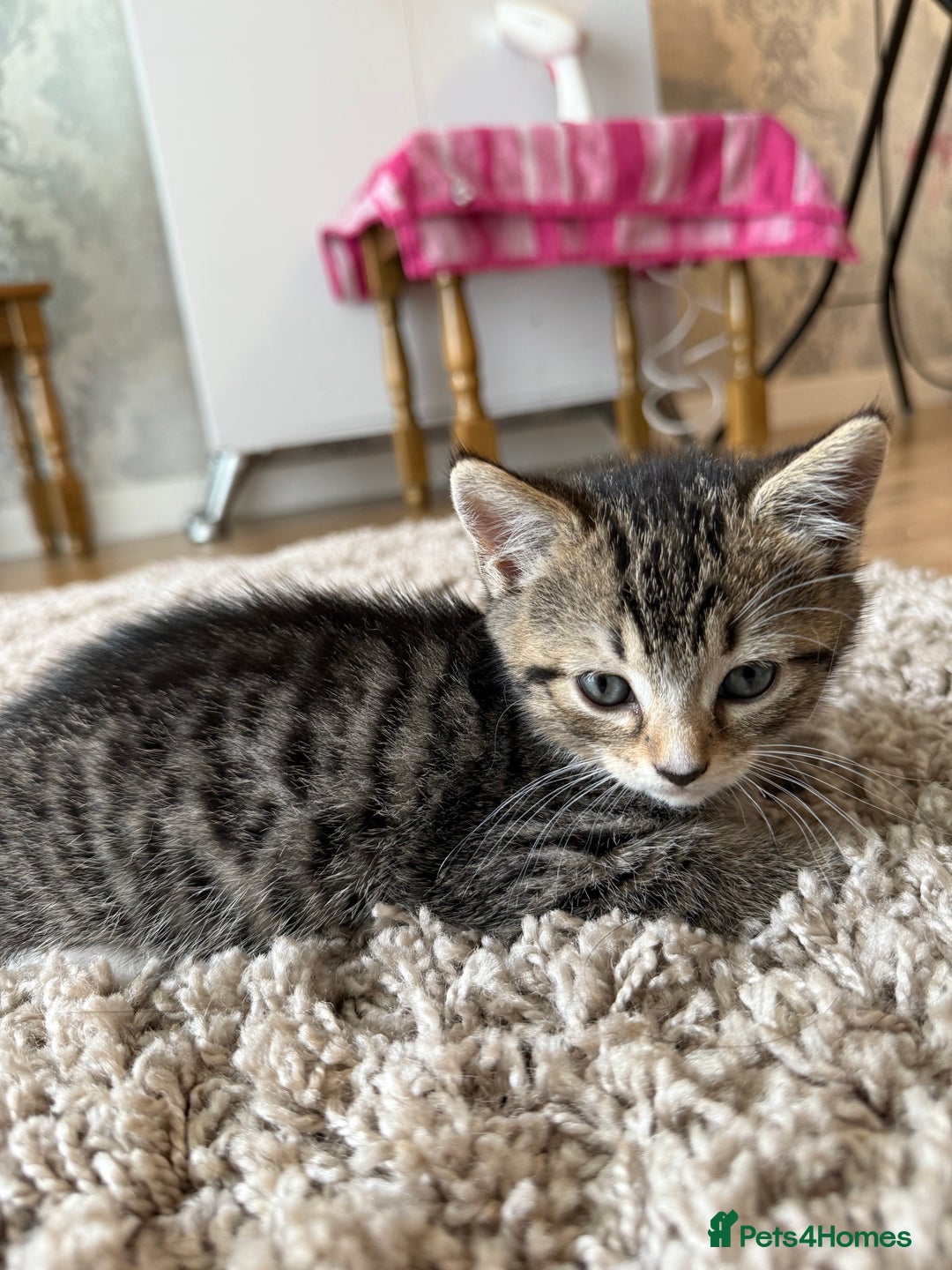 British Shorthair cats for sale: British short hair mix - Image 5
