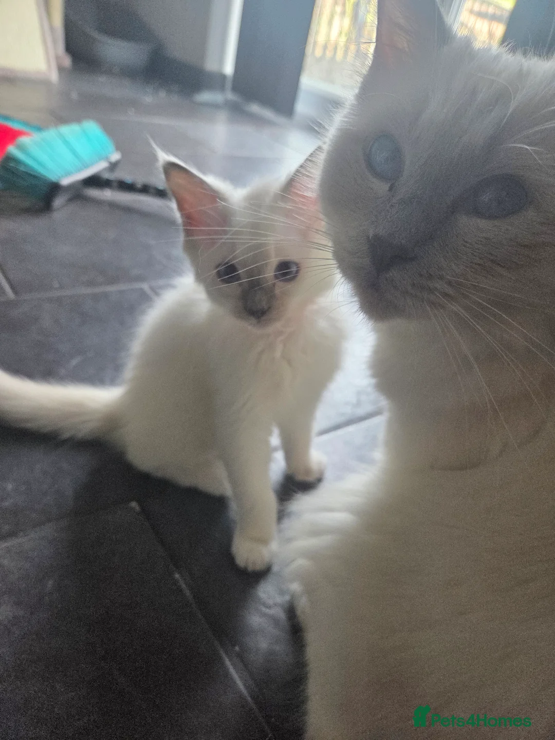 Ragdoll cats for sale:  chunky ragdolls for sale now reduced £550 - Advert 2