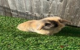Mini Lion Lop rabbits for sale: ✨ 2 MINI LION LOPS – READY NOW ✨ - Image 1