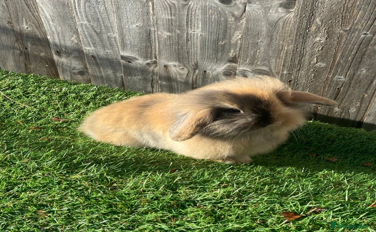 Mini Lion Lop rabbits - Advert 1