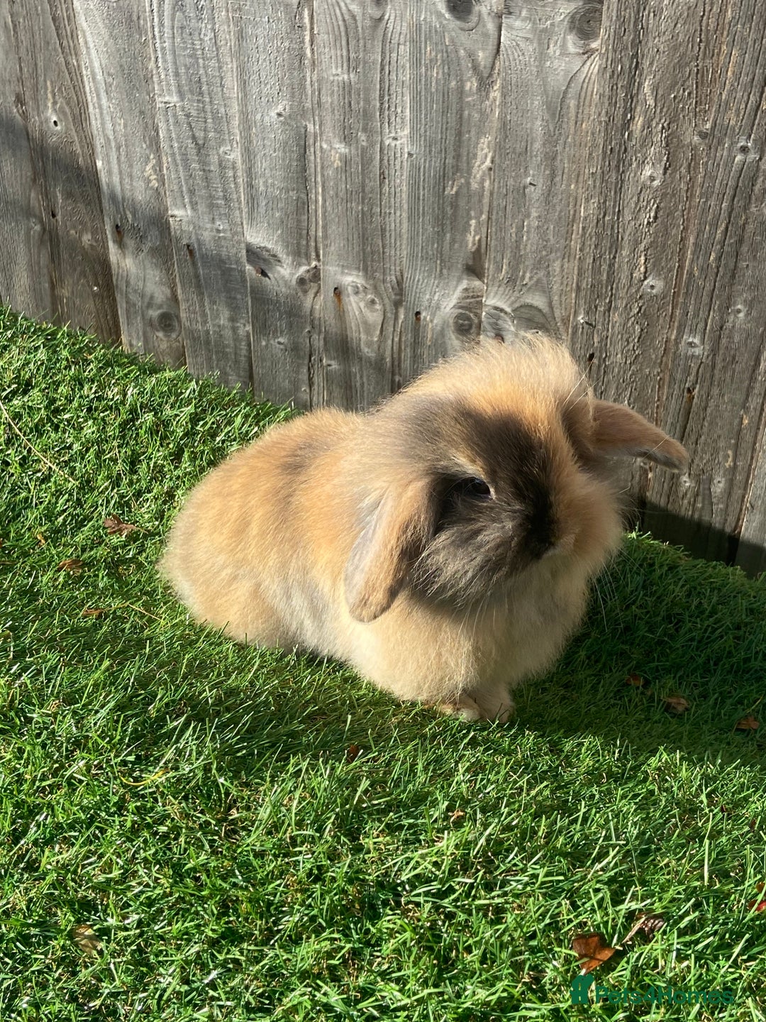 Mini Lion Lop rabbits for sale: ✨ 2 MINI LION LOPS – READY NOW ✨ - Image 1