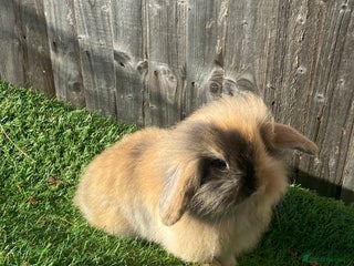 Mini Lion Lop rabbits - Advert 19