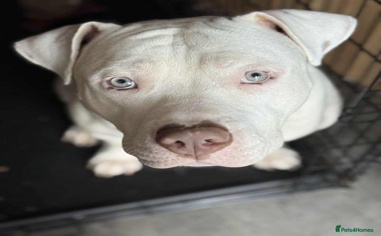 American Bull Staffy dogs - Advert 12