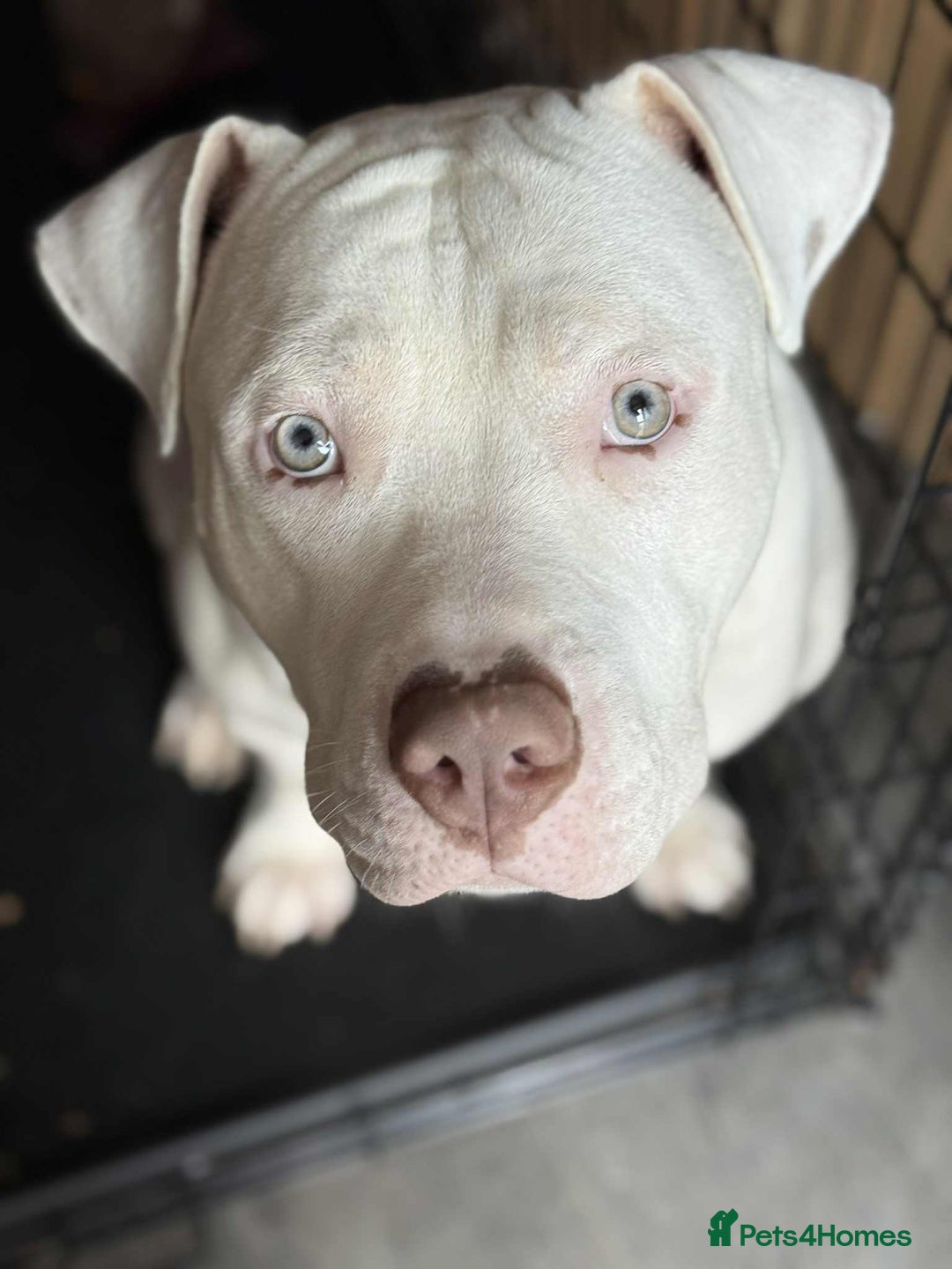 American Bull Staffy dogs for sale: American bull staffy & American bulldog hybrid  - Image 1