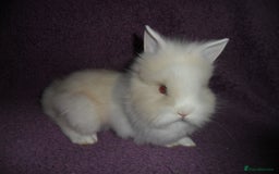 Lionhead rabbits for sale: BEAUTIFUL BABY DOUBLEMANE LIONHEAD RABBITS MALE - Image 9