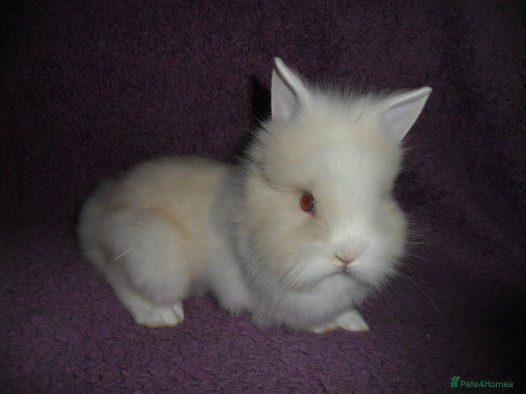 Lionhead rabbits for sale: BEAUTIFUL BABY DOUBLEMANE LIONHEAD RABBITS MALE - Image 9