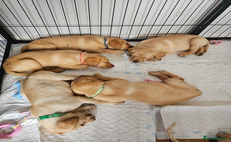 Labrador Retriever dogs - Advert 10