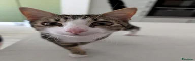 Goose